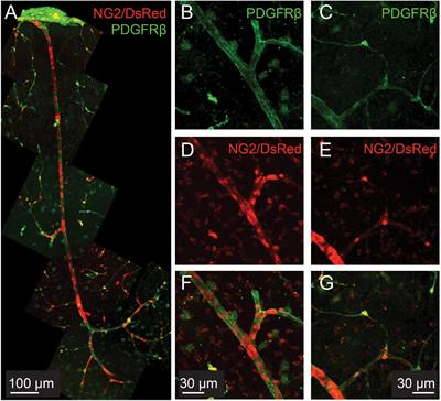 Gradual Not Sudden Change: Multiple Sites of Functional Transition Across the Microvascular Bed